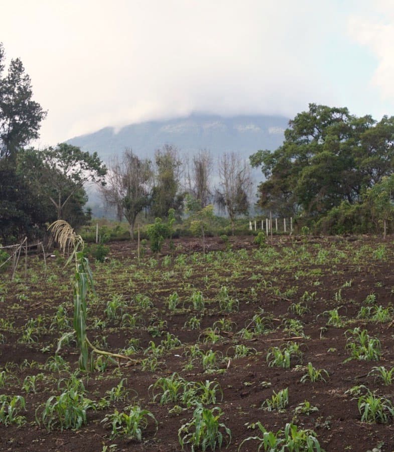 Planting the ground