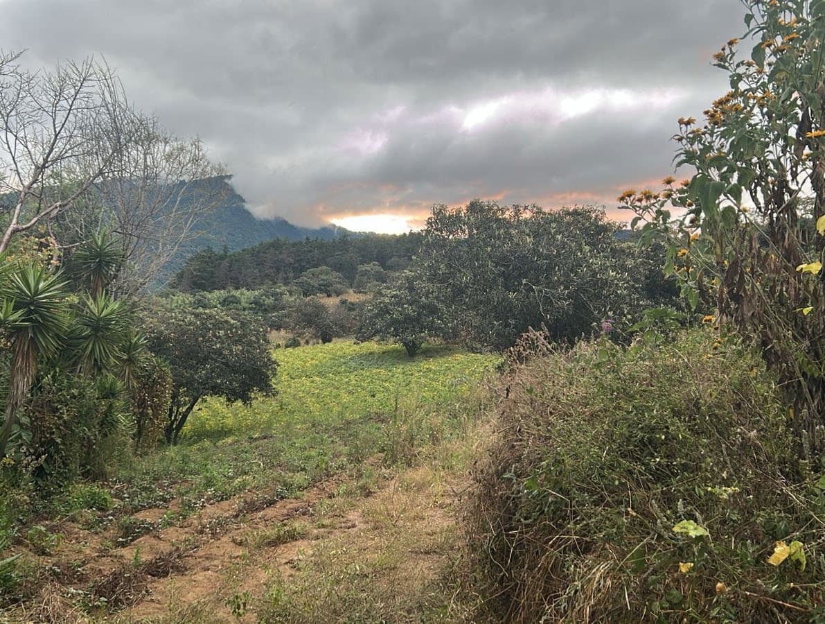 The productive orchard at dusk